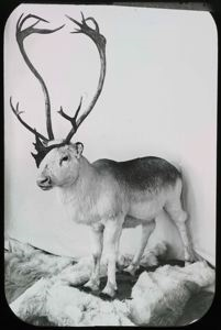 Image of Wounded Caribou, Mounted